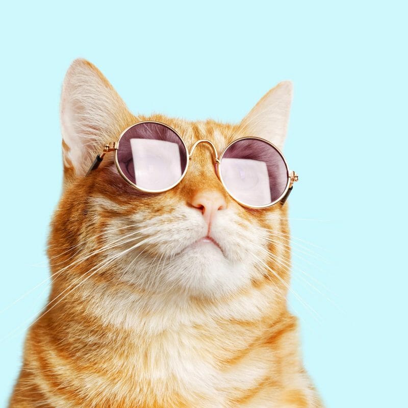 cat supplies online food toys cat supplies online food toys