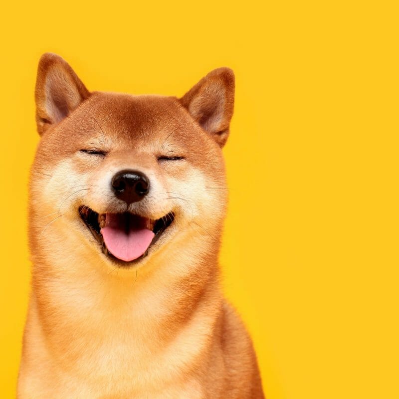 dog supplies online shop food dog supplies online shop food