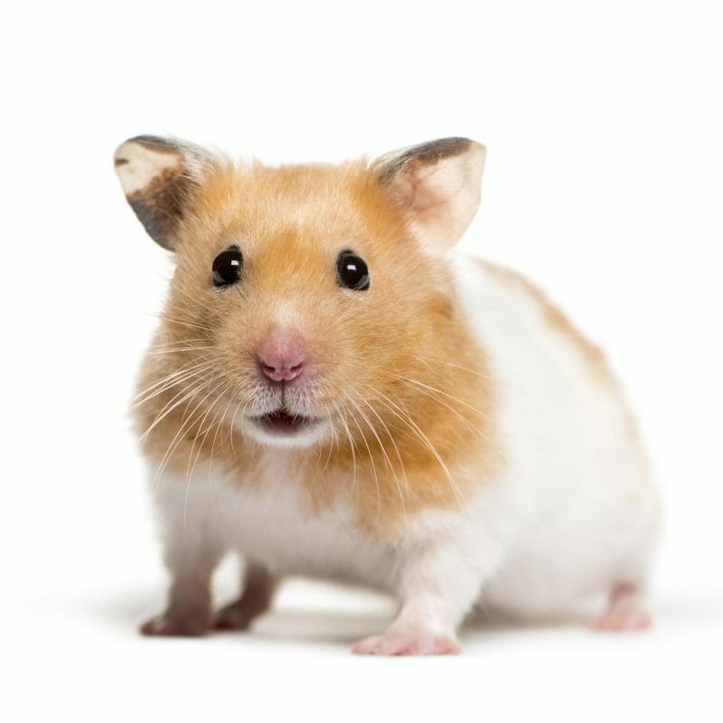 dog supplies online shop food small pet supply hamster rabbit