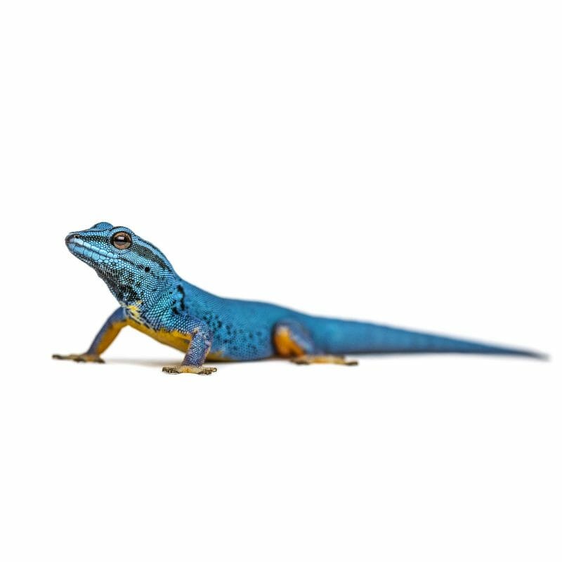 dog supplies online shop food reptile pet supply lizard food