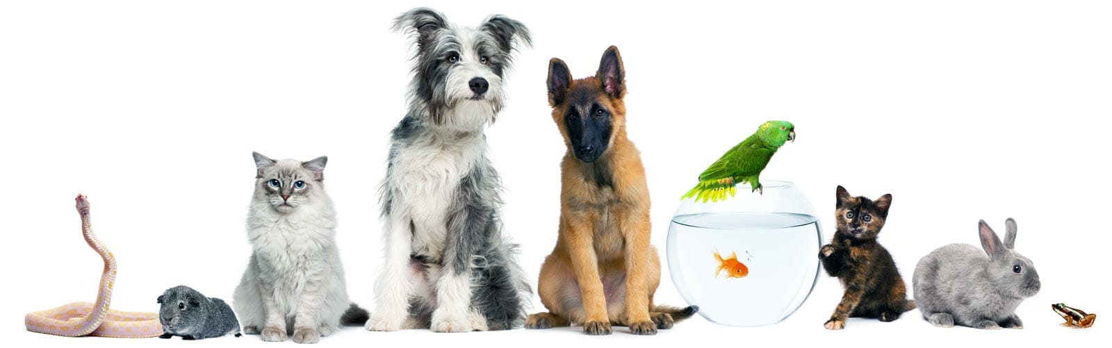 pet supplies dogs cats birds fish pet supplies dogs cats birds fish